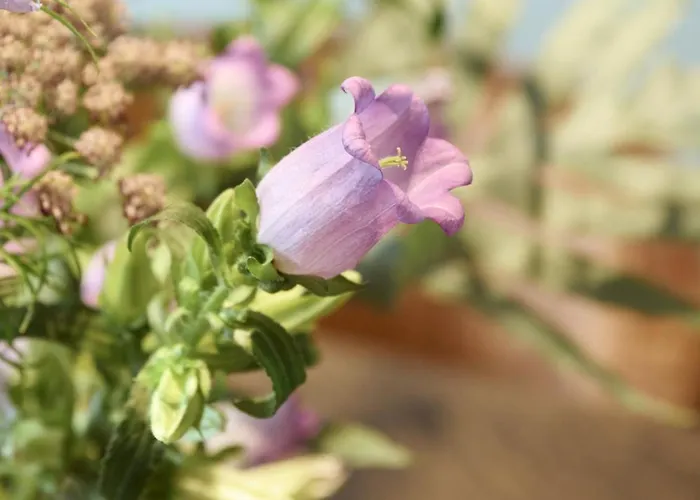 Droomsuites Texel 6 Personen By Droomvilla * Den Burg